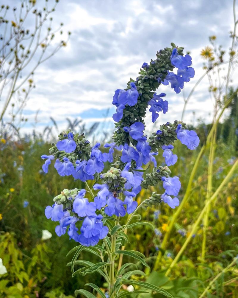 Blue Sage Produces Rich Blue Flowers In Heat