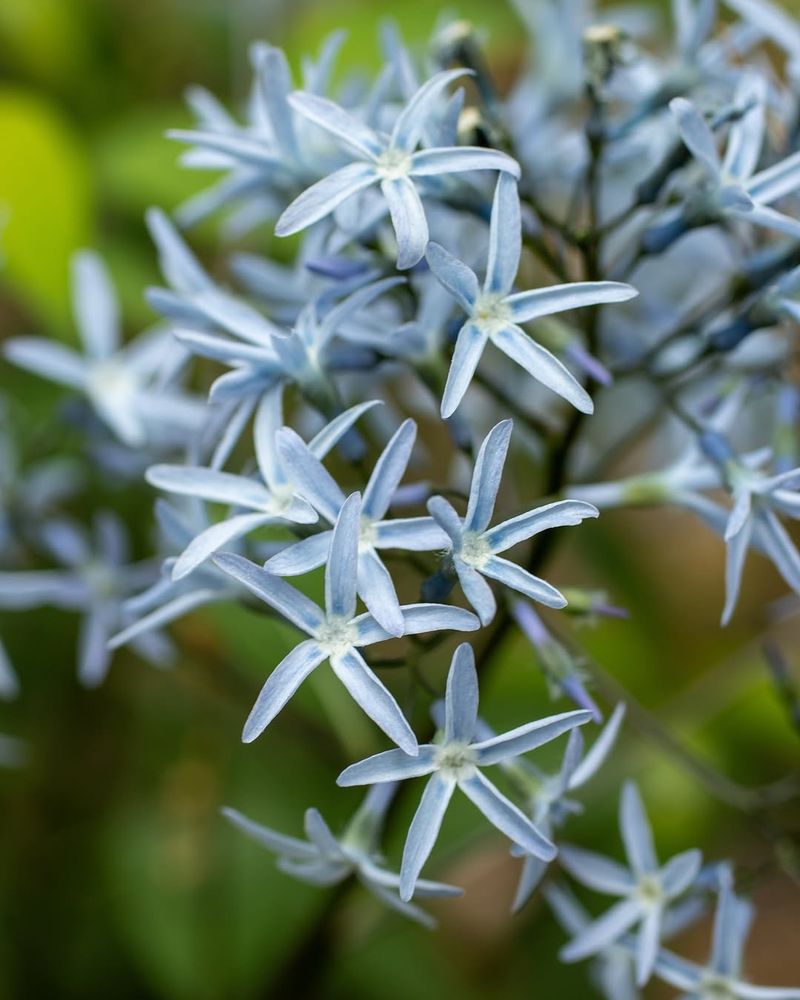 Blue Star