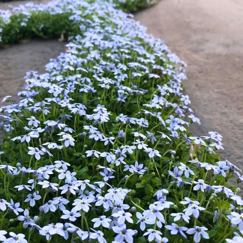 Blue Star Creeper Creates A Soft Walkway Edge In Mild Gardens Blue Star Creeper Creates A Soft Walkway Edge In Mild Gardens