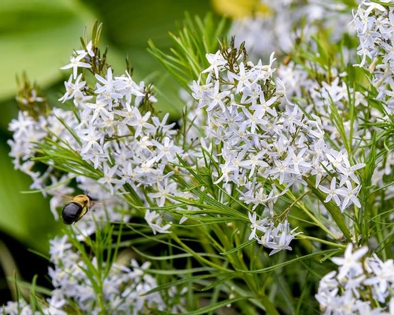 Blue Star