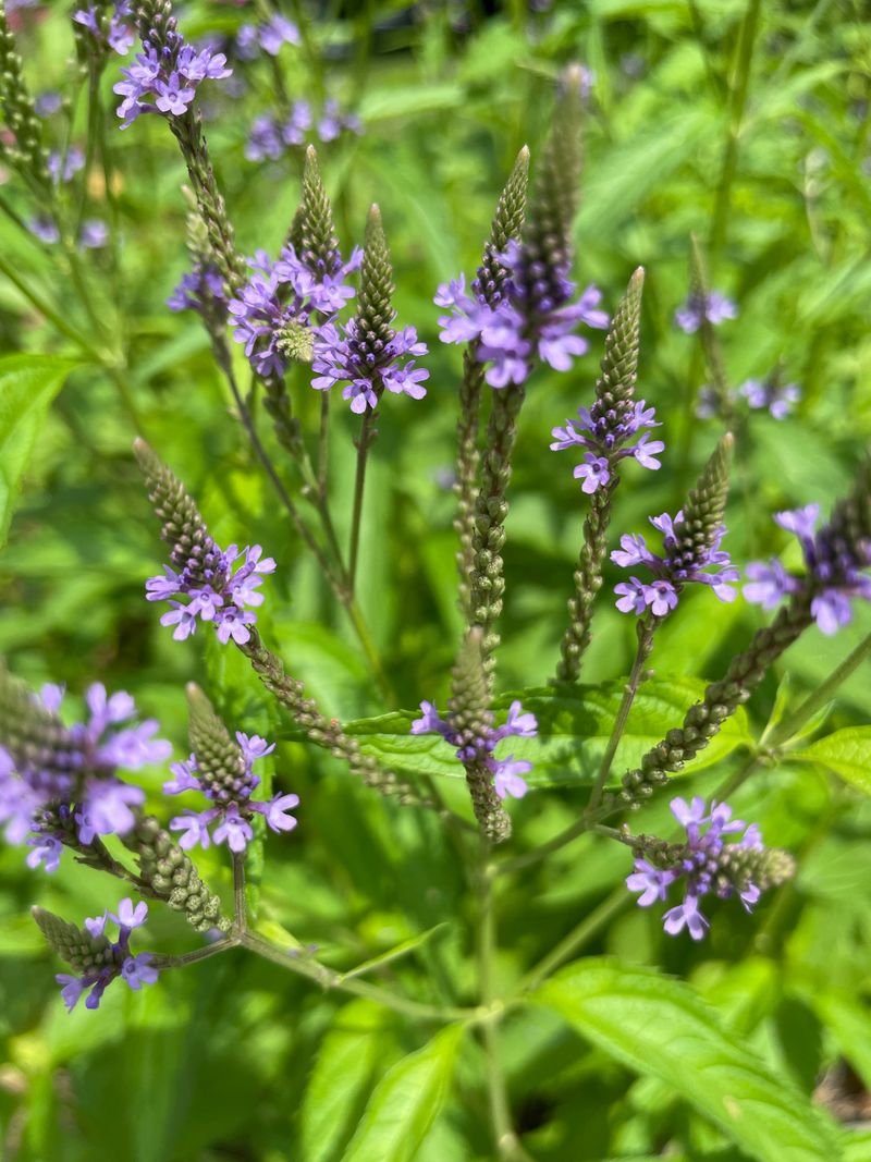 Blue Vervain