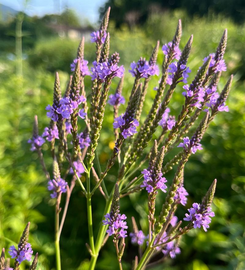 Blue Vervain