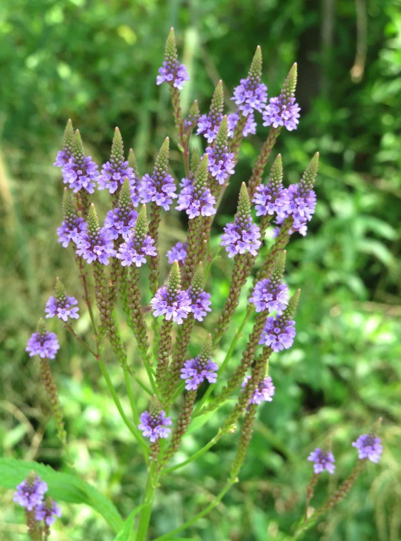 Blue Vervain