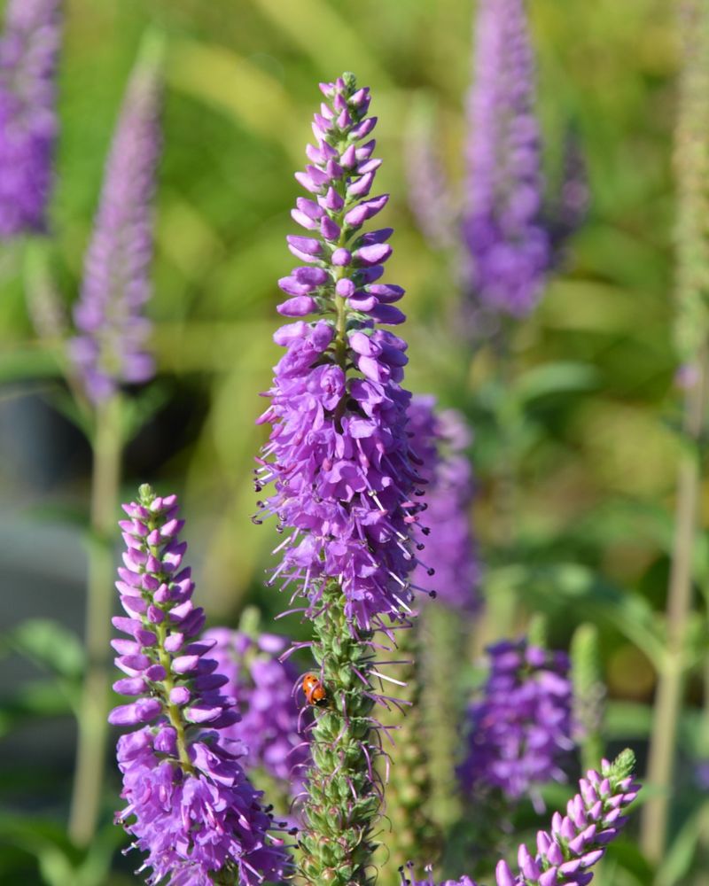 Blue Vervain