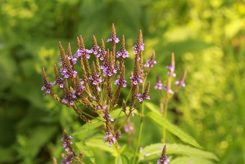 Blue Vervain Brings Easy Color To Wet Garden Areas