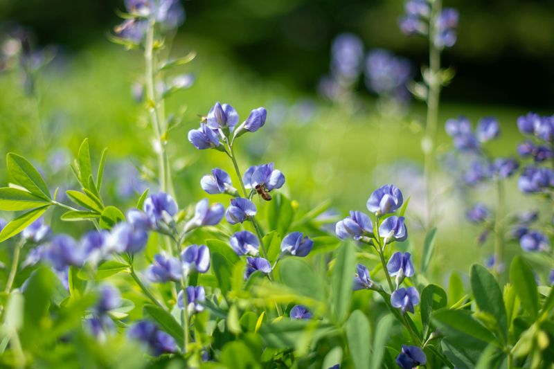 Blue Wild Indigo