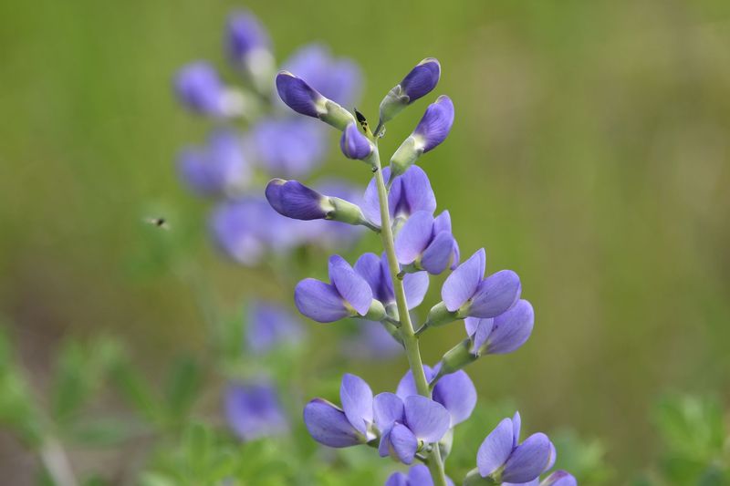Blue Wild Indigo Adds Bold Shape And Spring Beauty