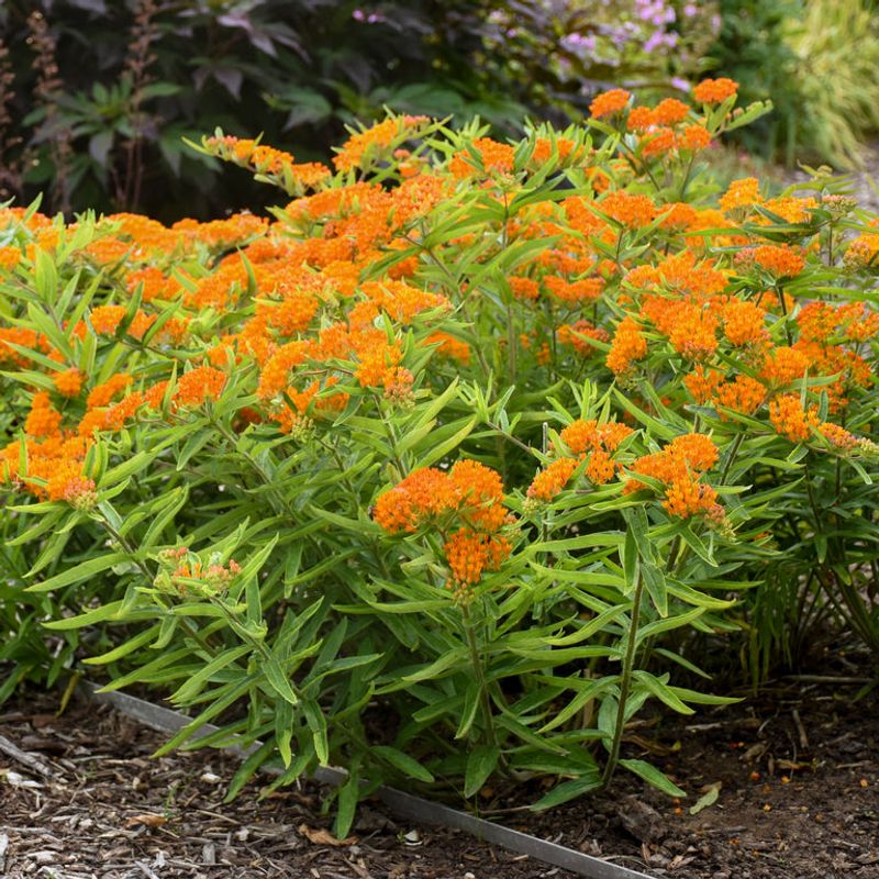 Butterfly Weed Offers Bright Color And Tough Appeal