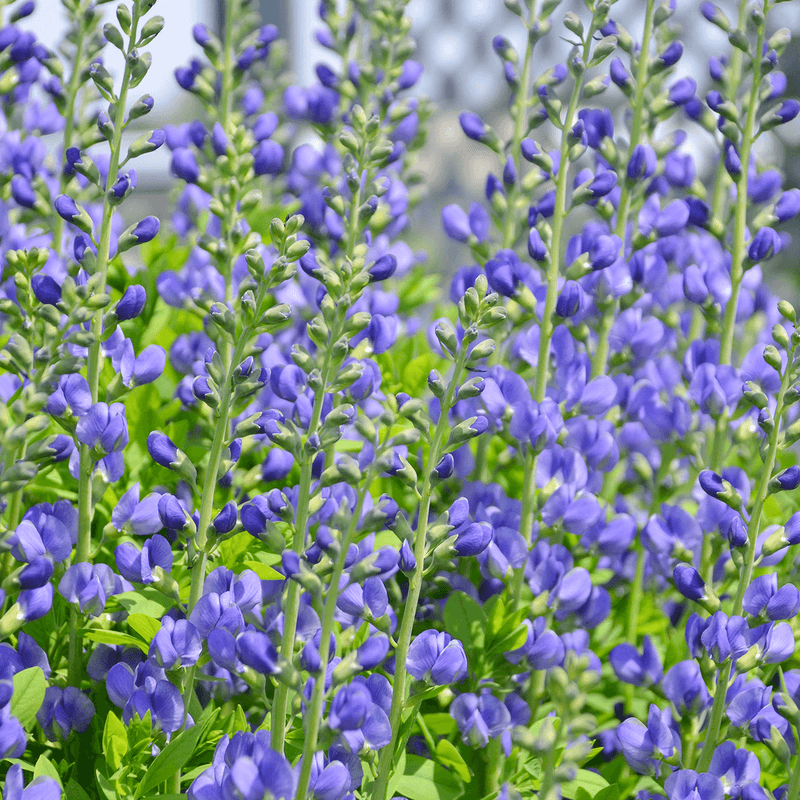 Blue Wild Indigo Brings Strong Shape And Seasonal Interest