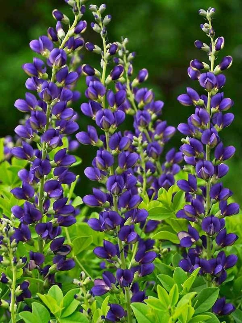 Blue Wild Indigo
