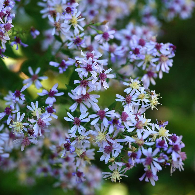 Blue Wood Aster
