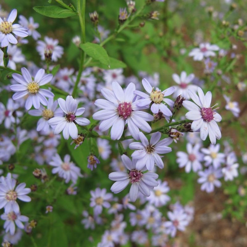 Blue Wood Aster Blue Wood Aster