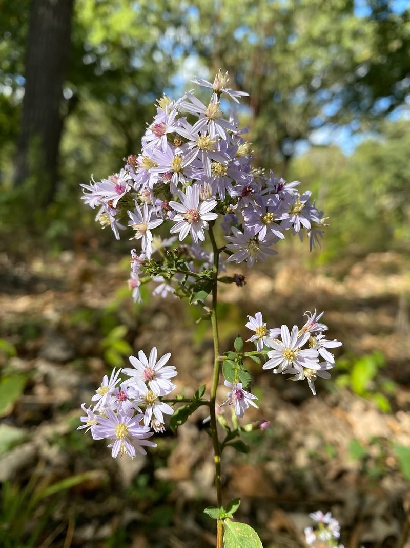 Blue Wood Aster