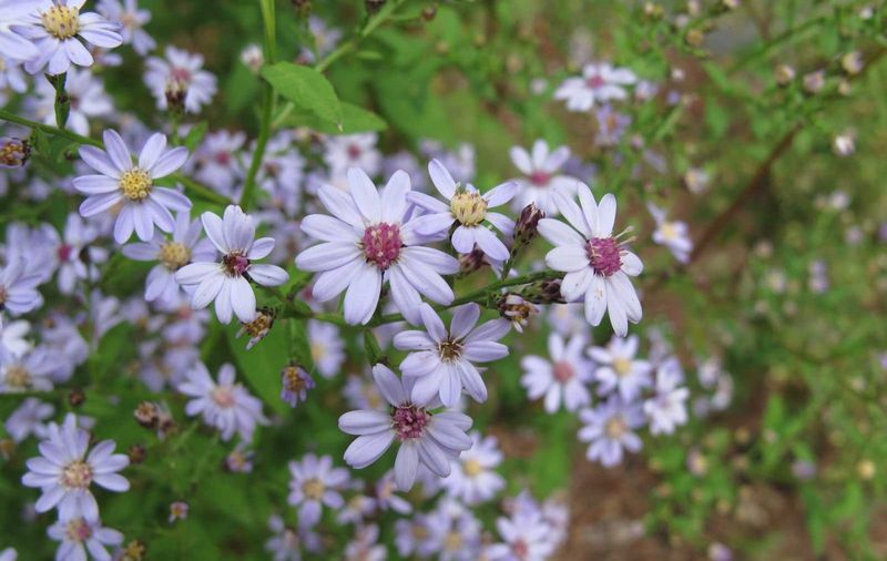 Blue Wood Aster Blue Wood Aster