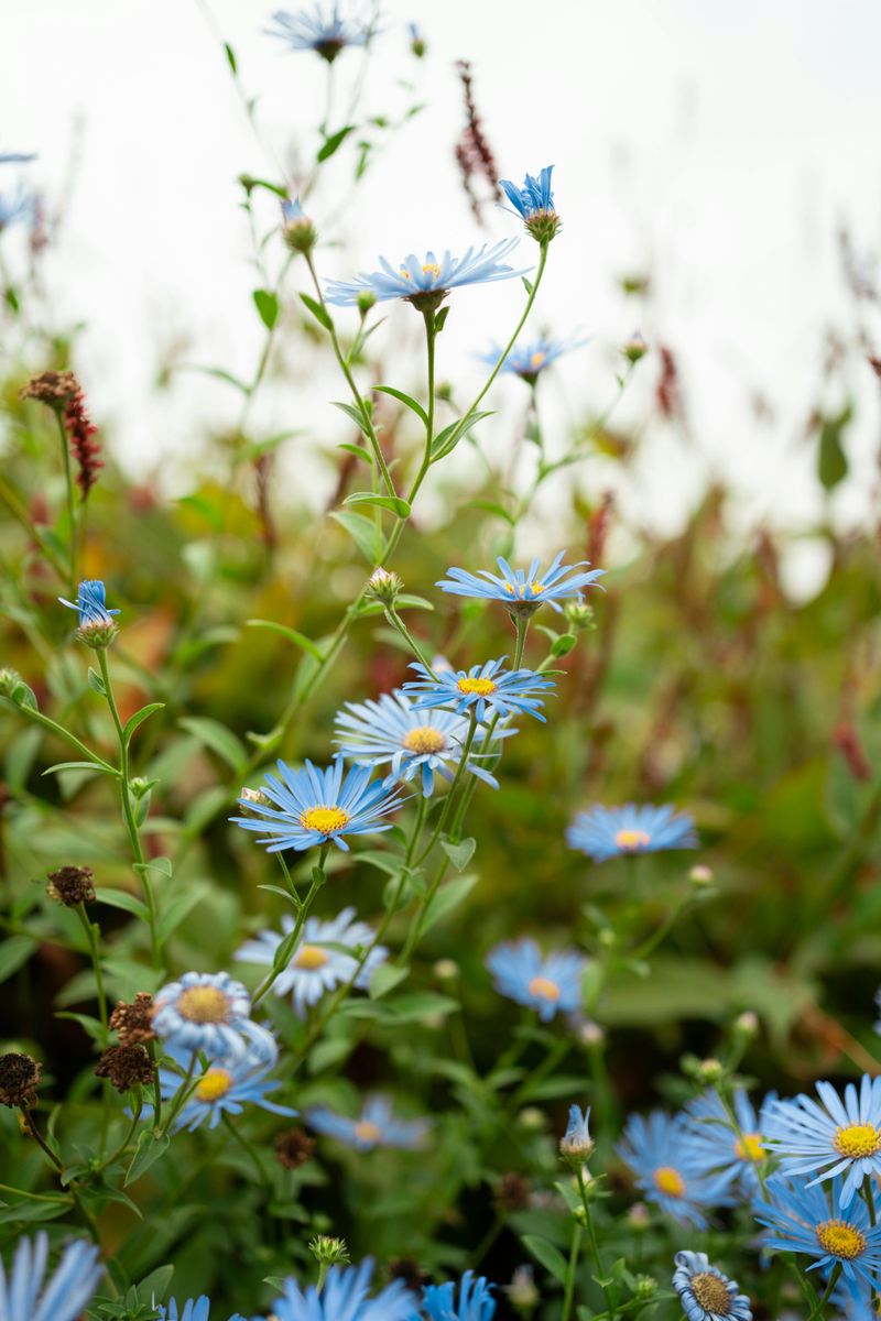 Blue Wood Asters