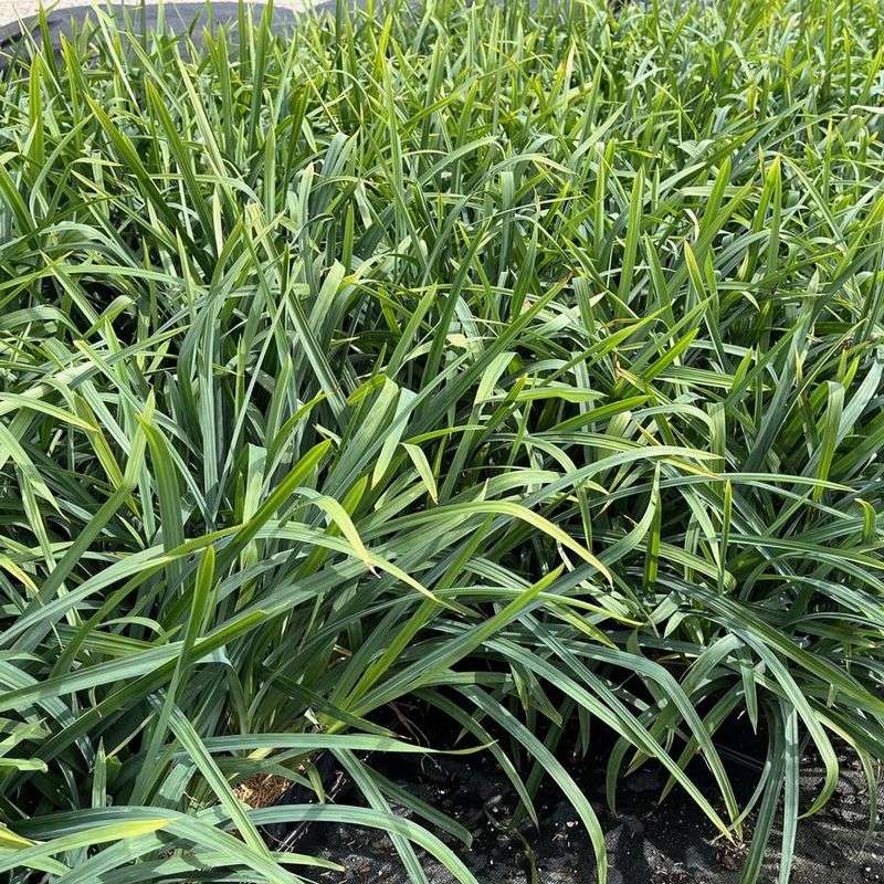 Blue Wood Sedge 