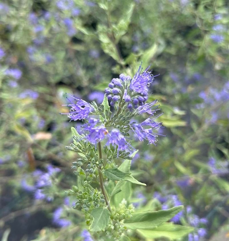 Bluebeard Bluebeard