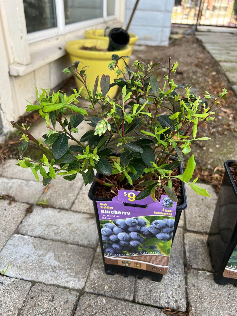 Blueberries