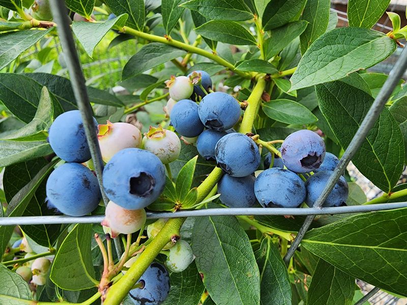 Blueberries Blueberries