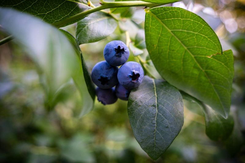 Blueberries