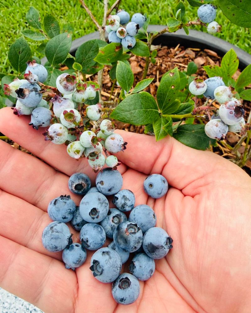 Blueberries Look Like Landscape Shrubs With A Bonus Harvest