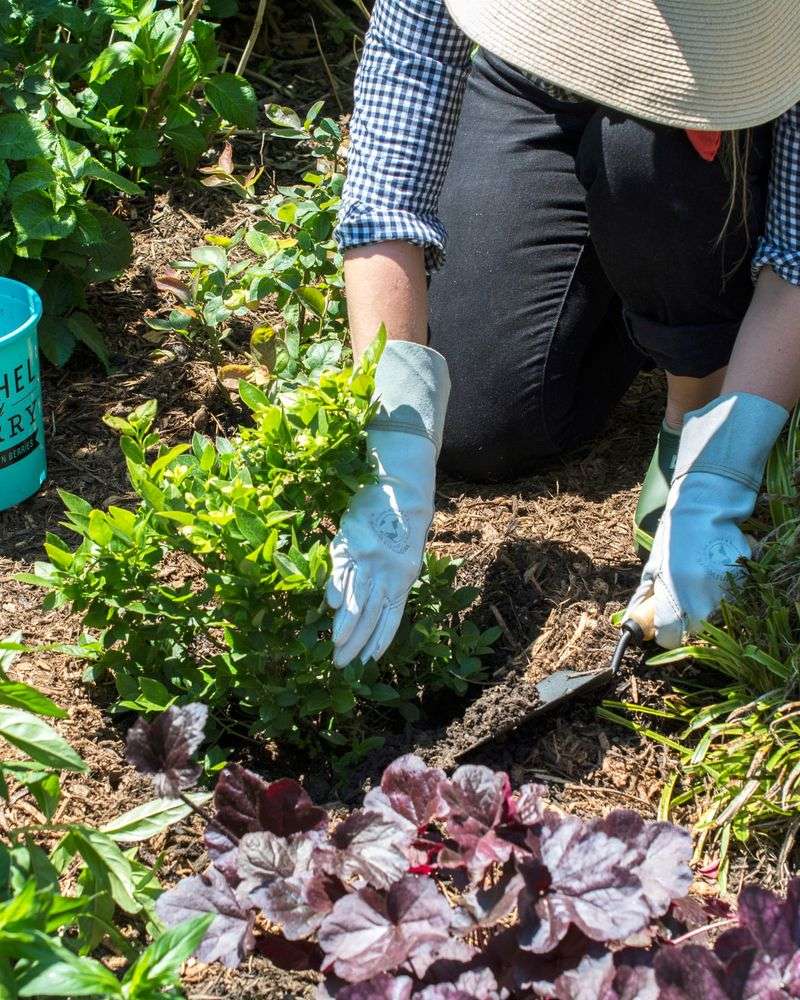Blueberries Struggle When Soil pH Is Too High Blueberries Struggle When Soil pH Is Too High