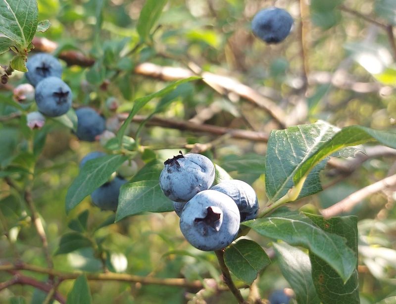 Blueberries (Vaccinium Spp.)