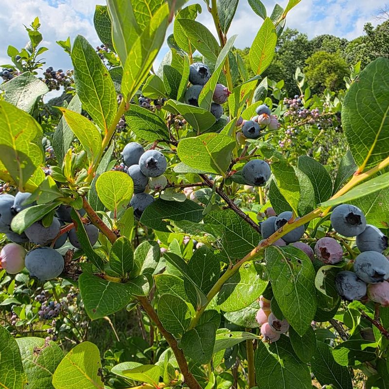 Blueberries (Vaccinium Spp.)