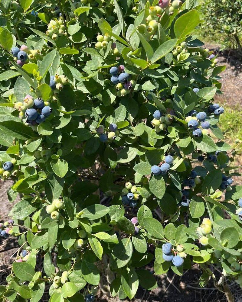 Blueberry