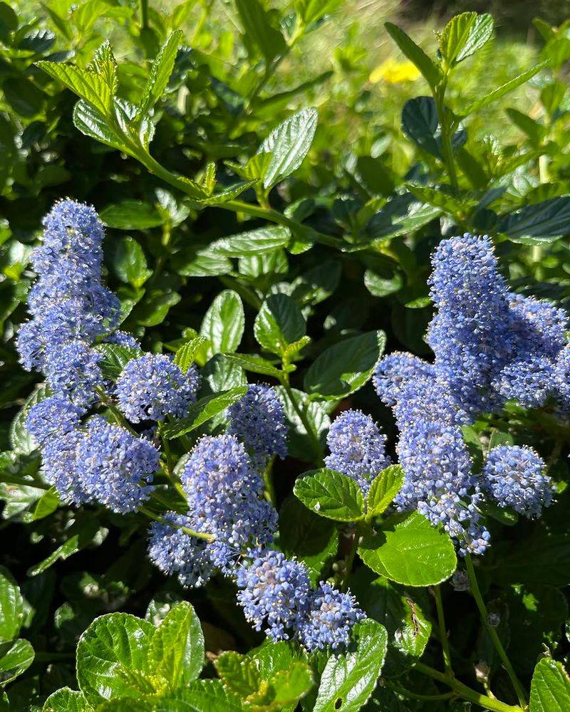 Blueblossom
