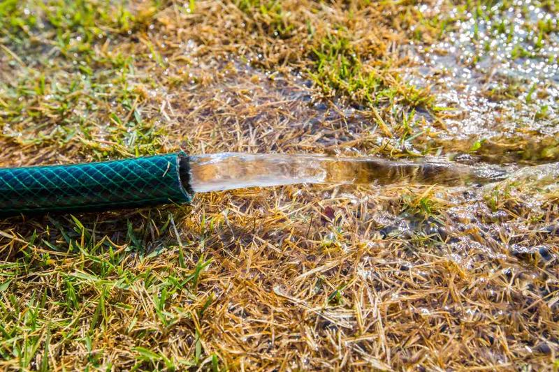 Bluish Folded Blades Often Point To Drought Stress