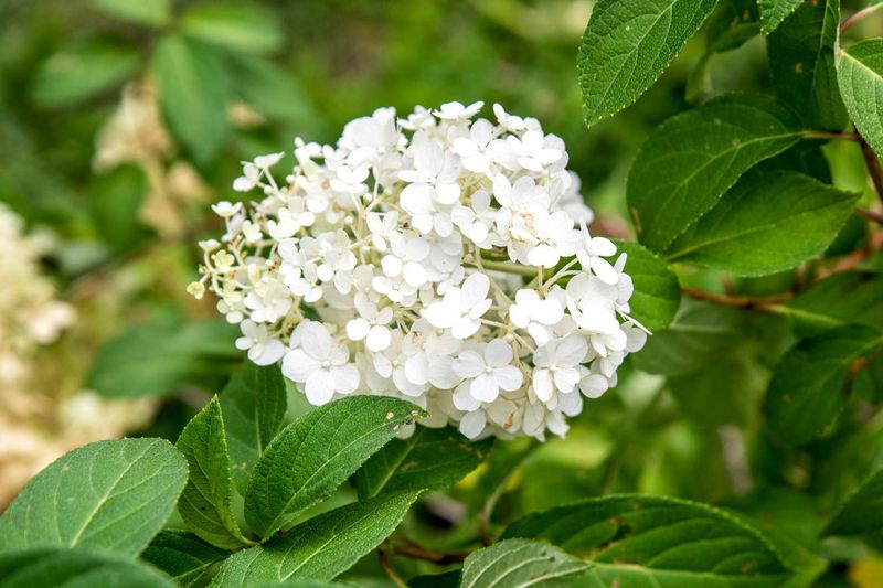 Bobo Hydrangea Gives Reliable Blooms In Tight Spaces