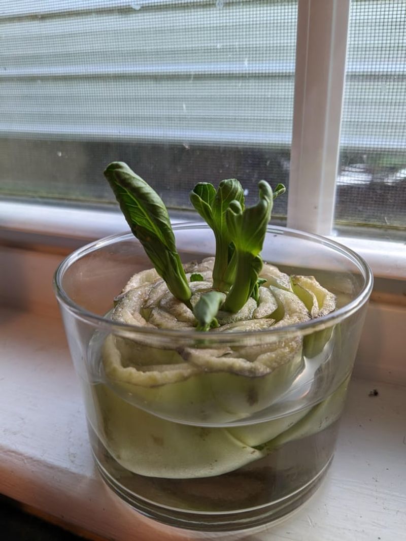 Bok Choy (Brassica Rapa Subsp. Chinensis)