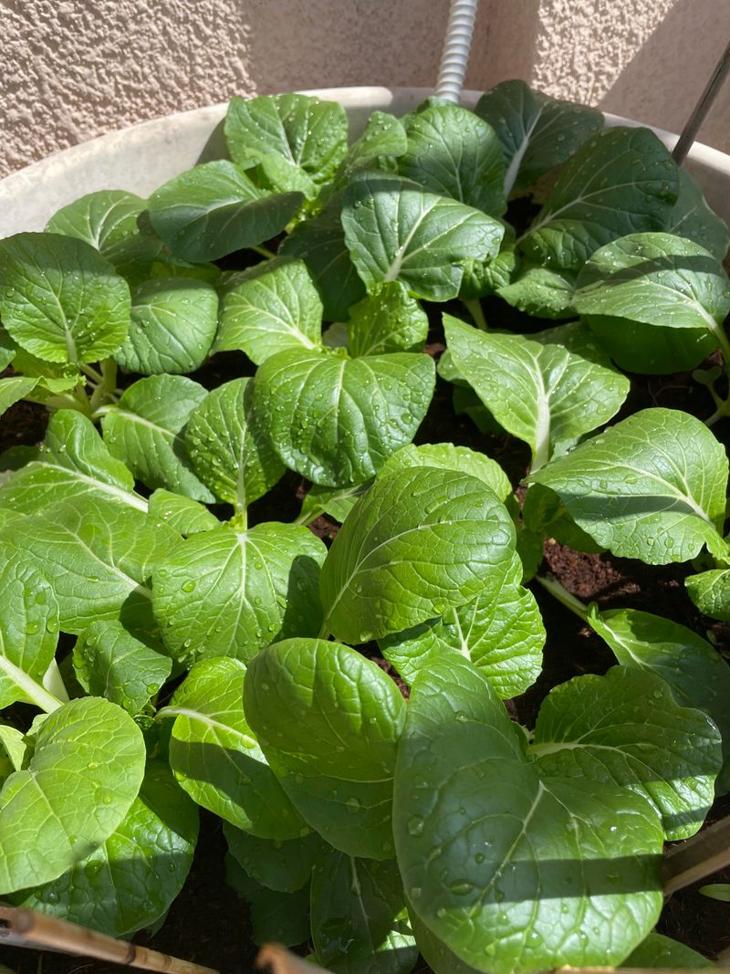 Bok Choy Produces Smaller Leaves After Cutting
