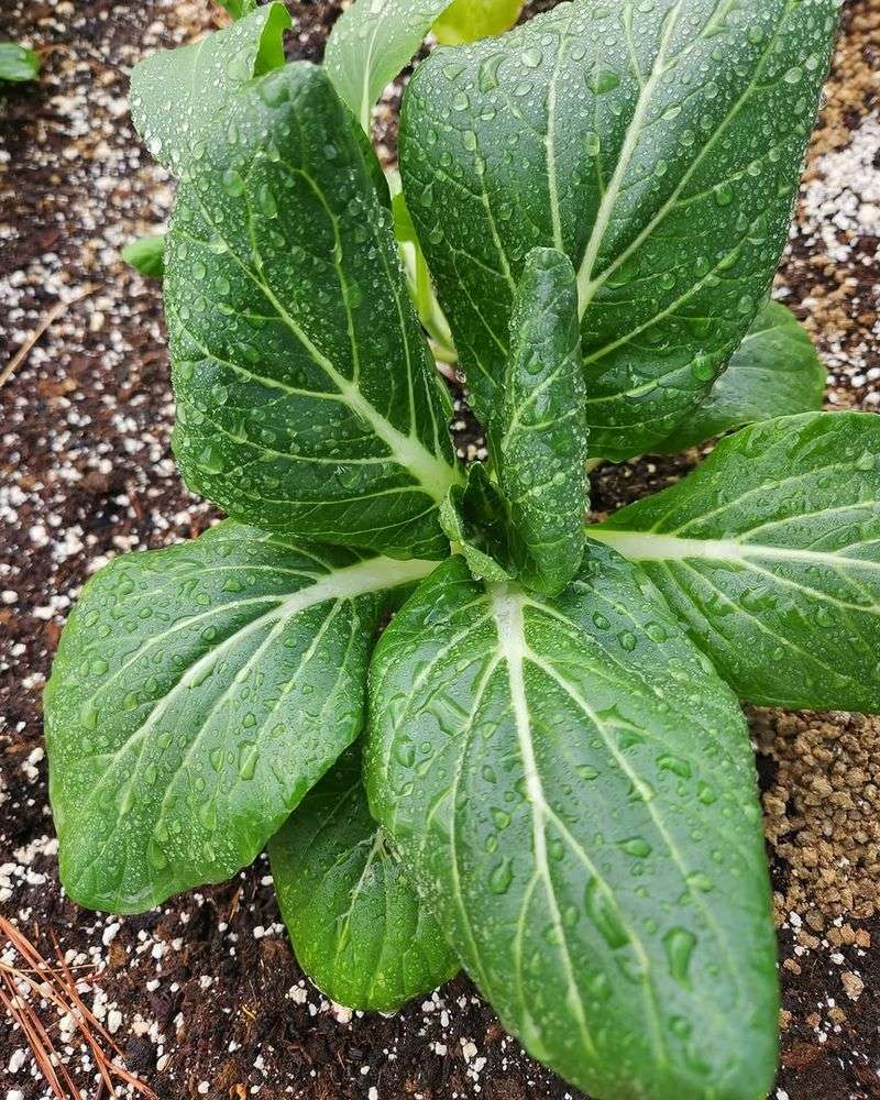Bok Choy