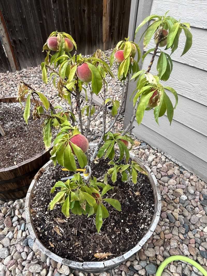 Bonanza Miniature Peach Bonanza Miniature Peach