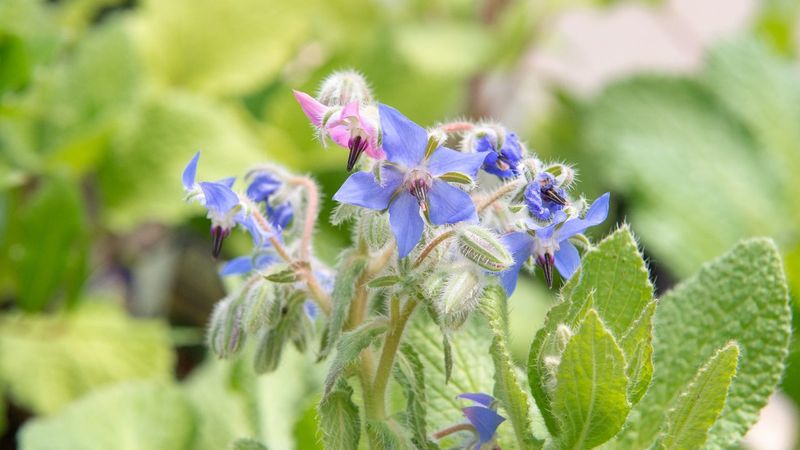 Borage