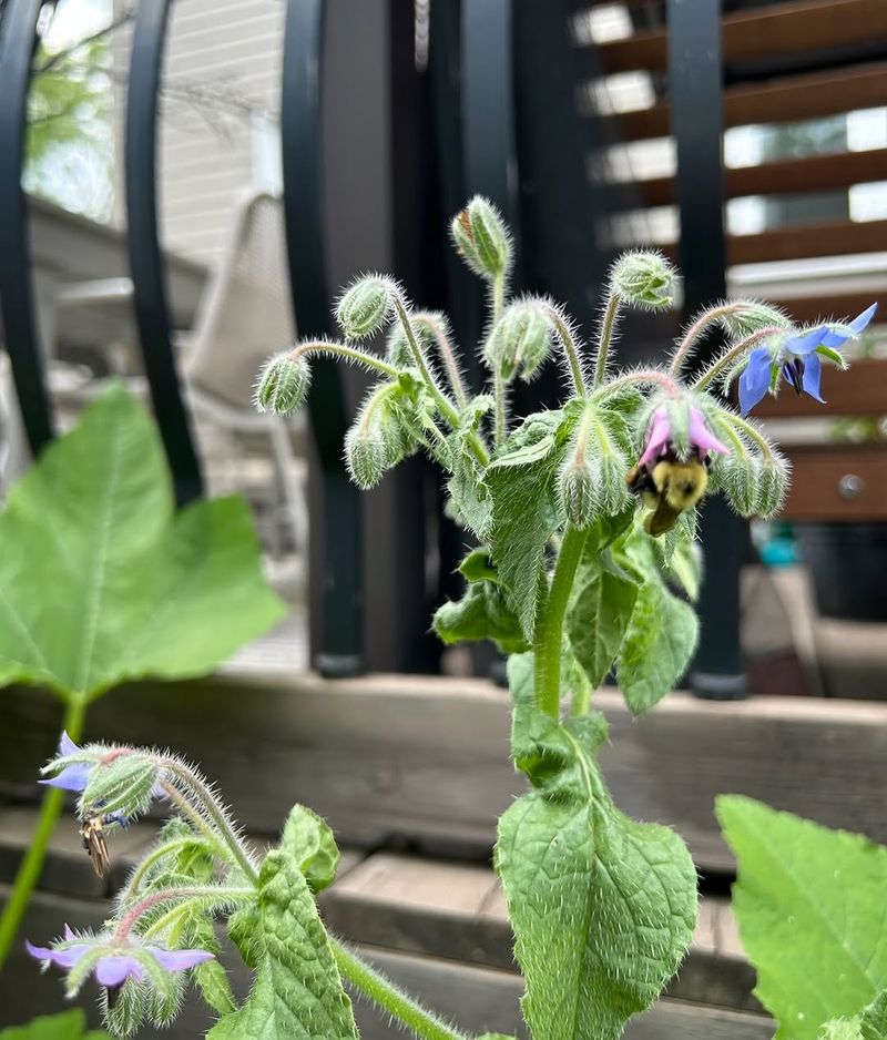 Borage Brings Bees And Beneficial Insects Into Tomato Gardens