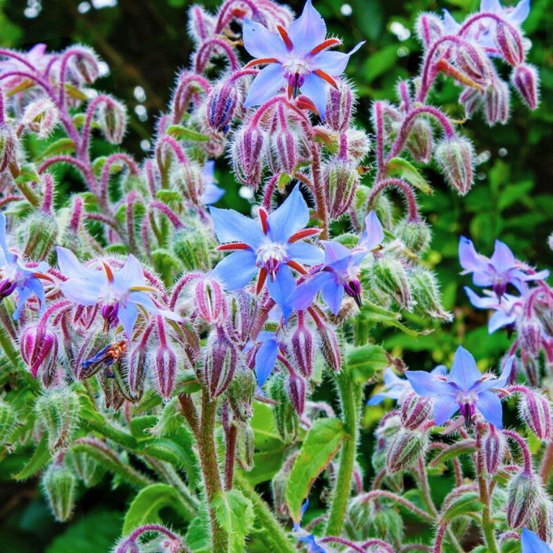 Borage Brings Bees, Hoverflies, And Blue Blooms