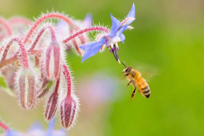 Borage Brings Blue Blooms And Pollinator Buzz