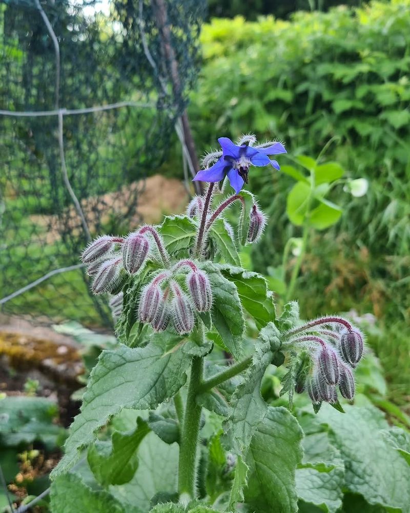 Borage Brings Pollinators And Busy Garden Support