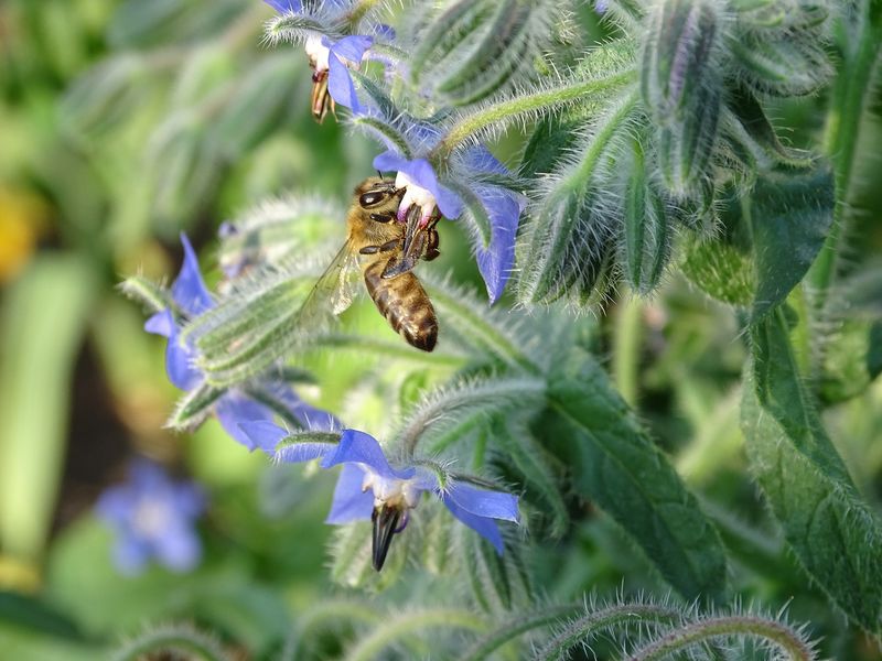 Borage Builds Garden Diversity Near Fruit Trees