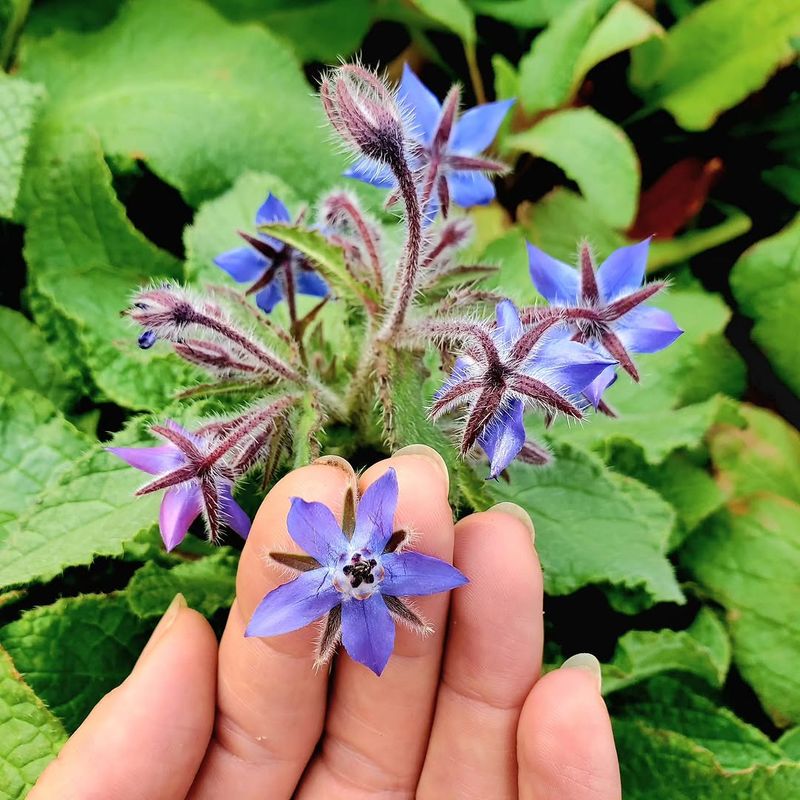 Borage Can Attract More Pollinators To Cucumber Flowers
