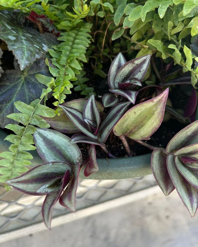 Boston Fern Creates A Lush Tropical Layer