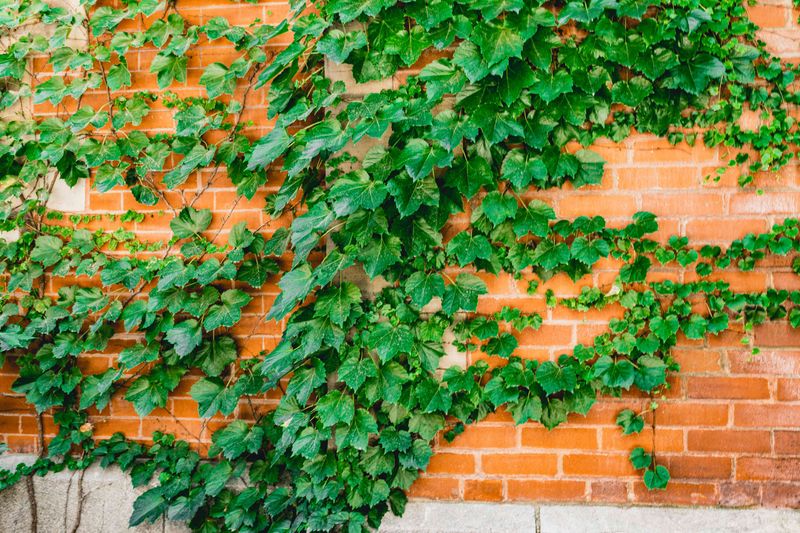 Boston Ivy Turns Plain Walls Into Green Backdrops