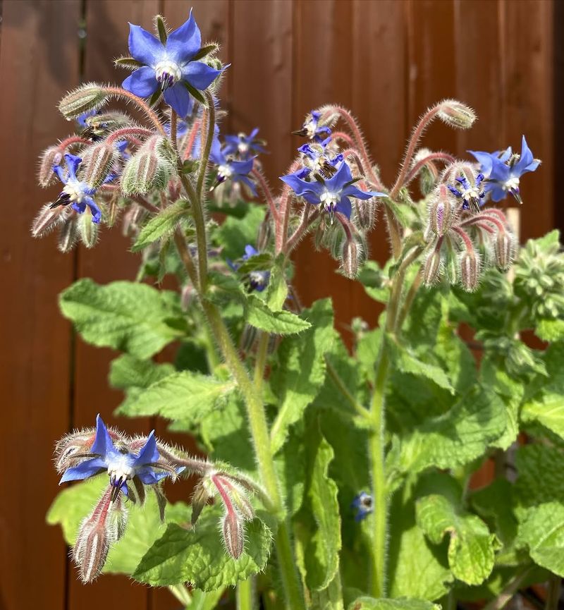 Both The Leaves And Flowers Have Garden Uses