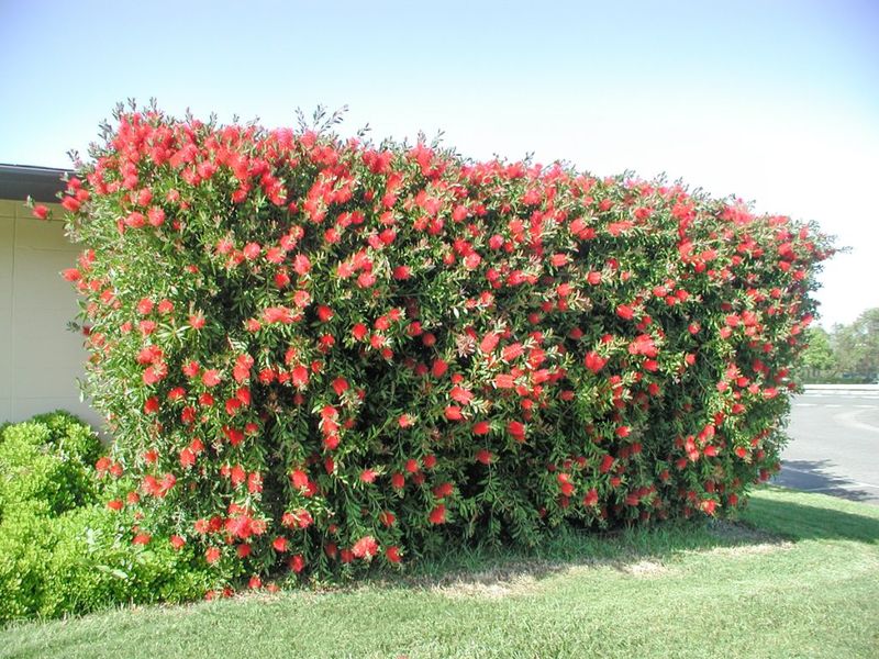 Bottlebrush Brings Hummingbirds Along With Screening