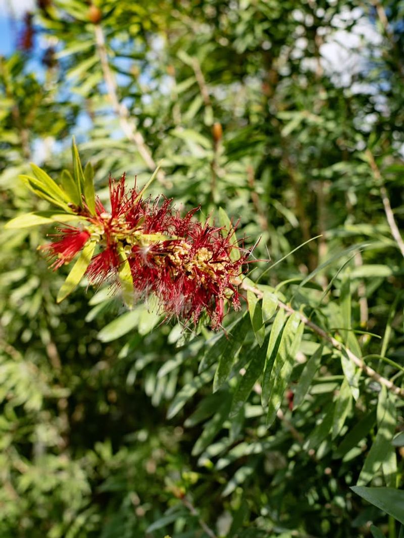 Bottlebrush Can Create Too Much Root Competition Nearby Bottlebrush Can Create Too Much Root Competition Nearby
