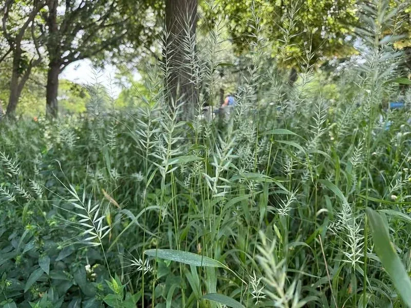 Bottlebrush Grass Bottlebrush Grass
