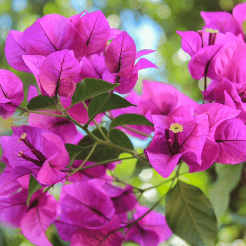 Bougainvillea Adds Bold Color In Reflected Heat